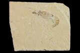 Cretaceous Fossil Shrimp - Lebanon #154562-1